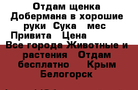 Отдам щенка Добермана в хорошие руки. Сука 5 мес. Привита › Цена ­ 5 000 - Все города Животные и растения » Отдам бесплатно   . Крым,Белогорск